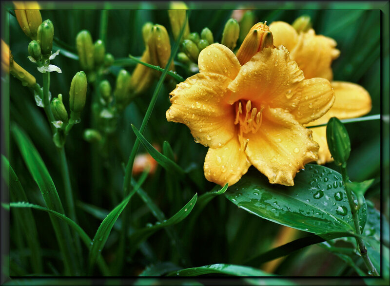 Yellow lily with raindrops