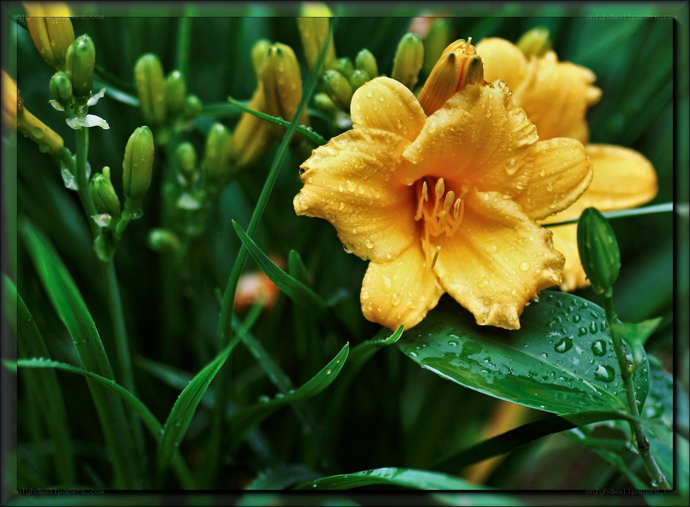 Yellow lily with raindrops