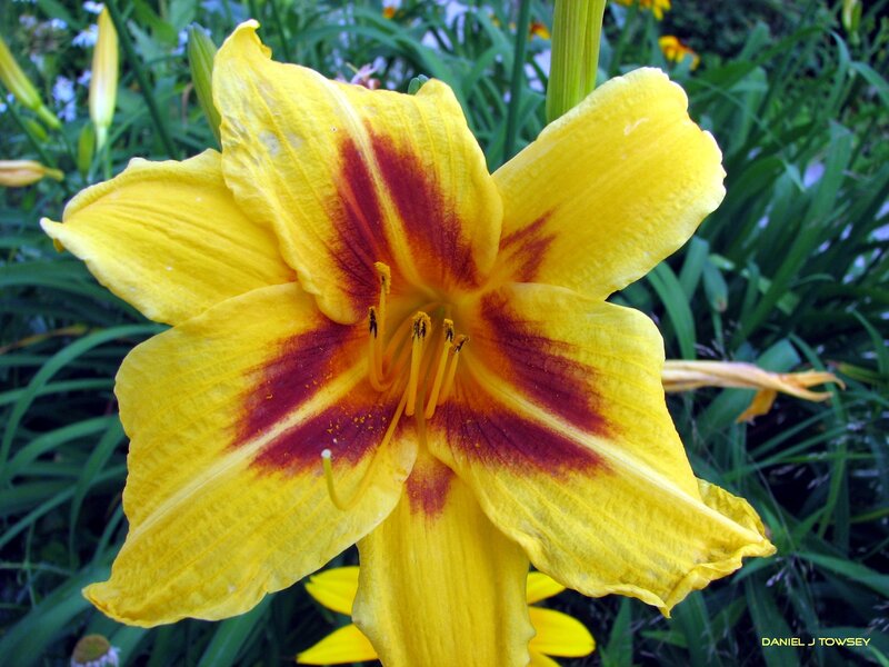 yellow lily with red center