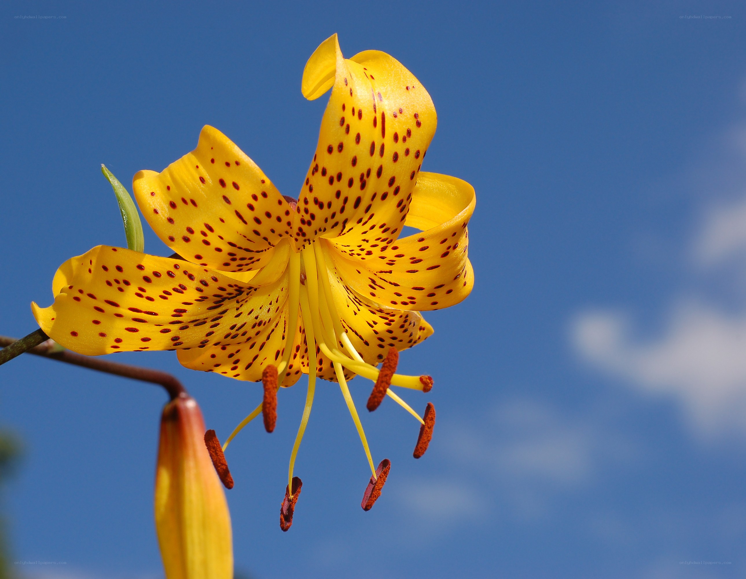 Yellow lily with red spots