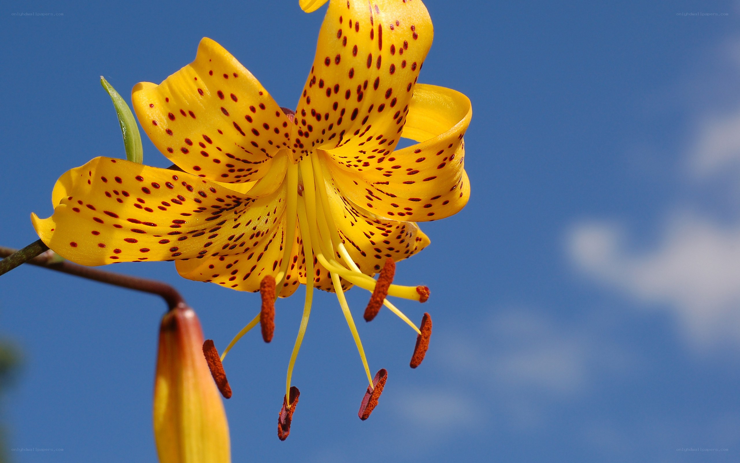 Yellow lily with red spots