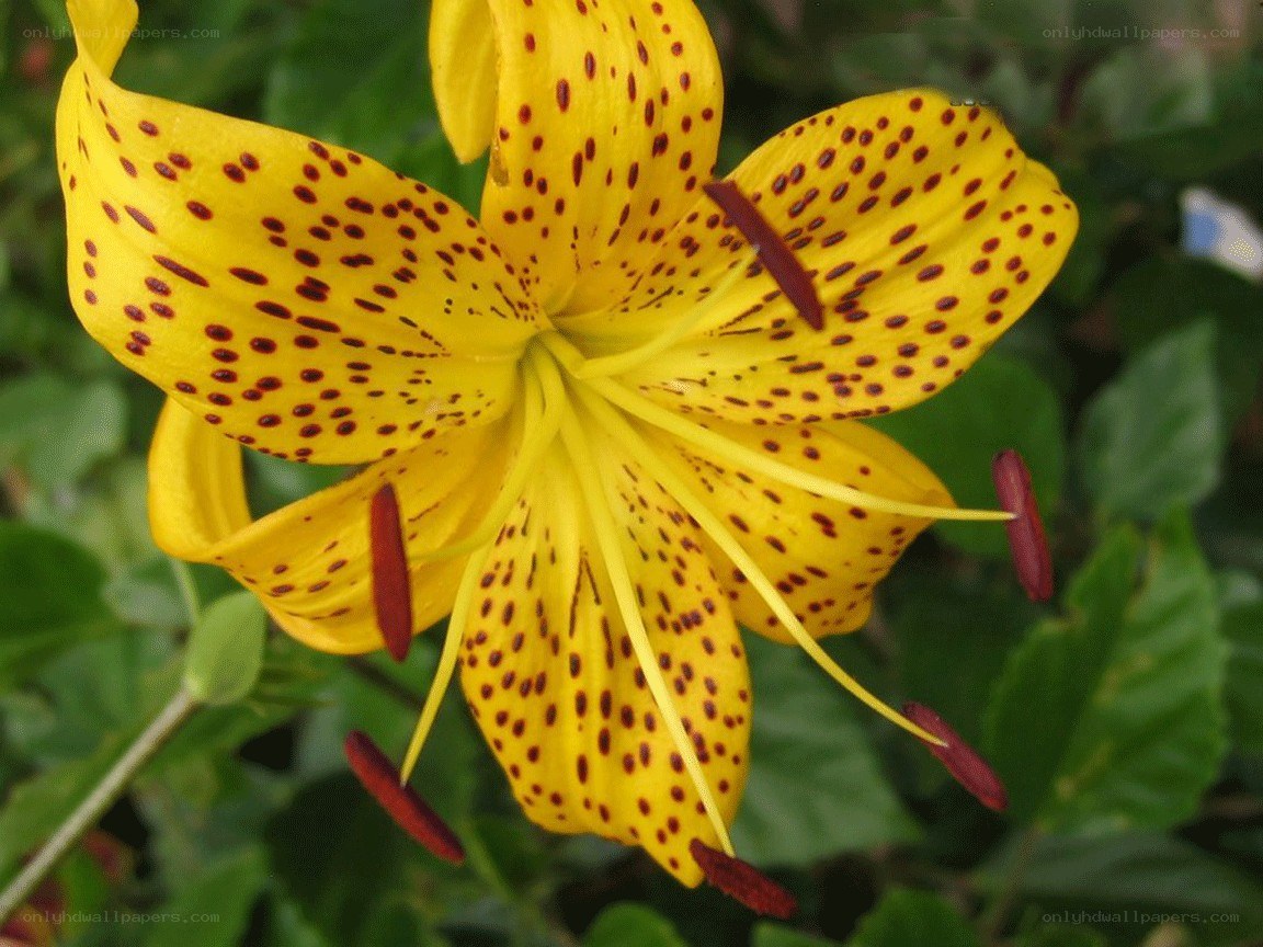 yellow lily with red spots