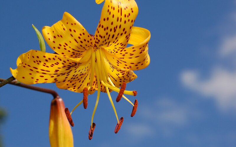 Yellow lily with red spots