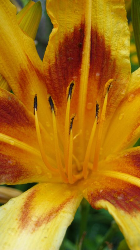 yellow lily with red stripes