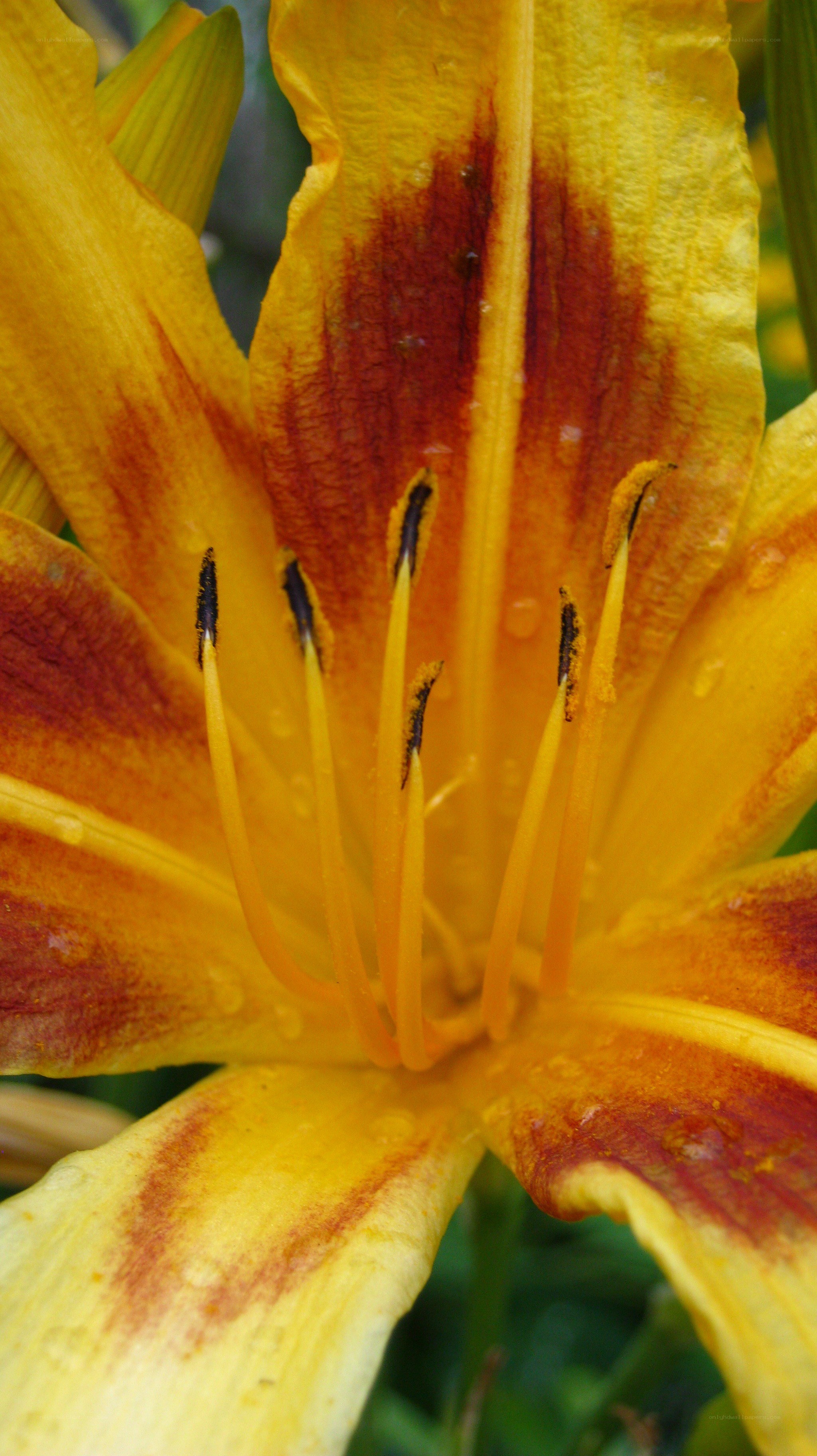 yellow lily with red stripes