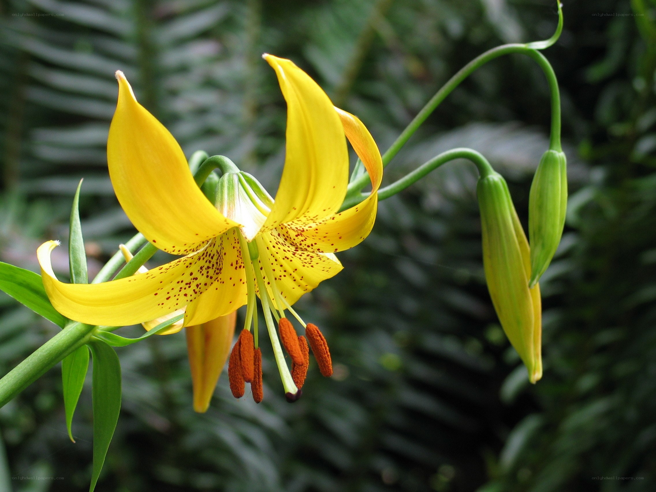 yellow lily with spotted petals