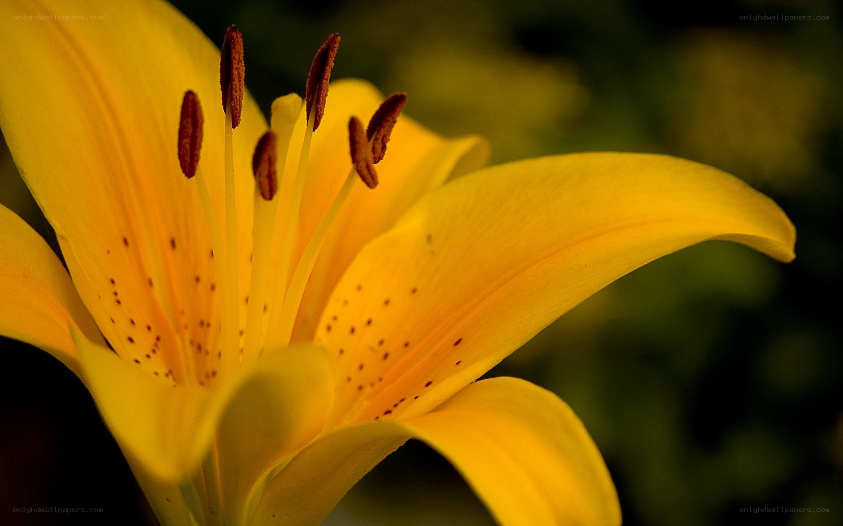 Yellow lily with spotted petals
