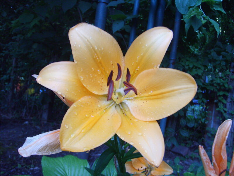 yellow lily with water droplets