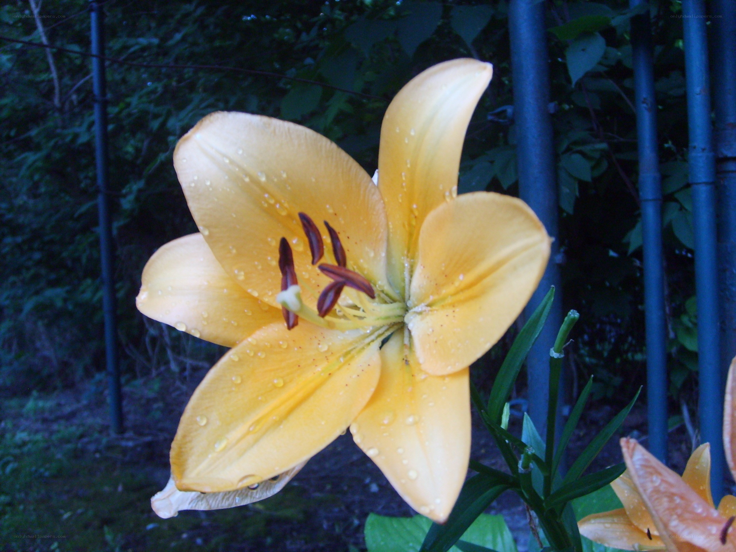 yellow lily with water droplets