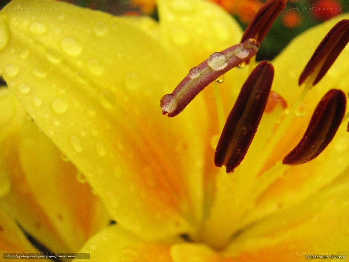 Yellow lily with water droplets