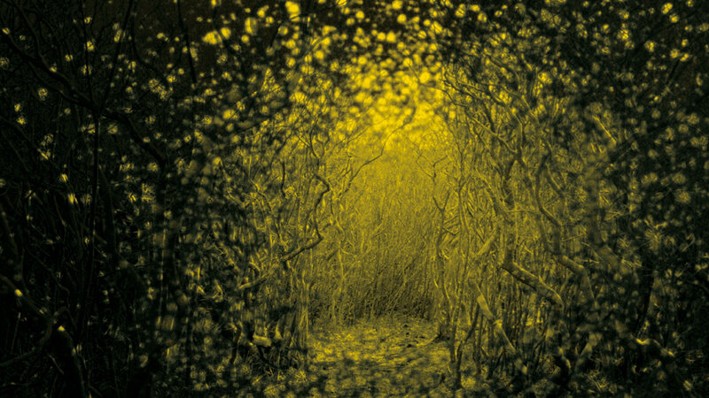 yellow-lit forest path