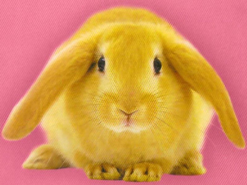Yellow Lop-eared Rabbit