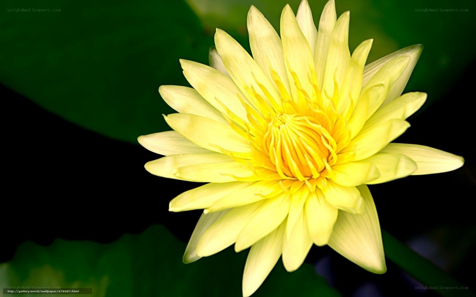 yellow lotus flower close-up