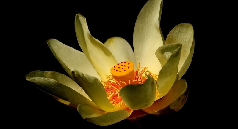 Yellow Lotus Flower — Dramatic