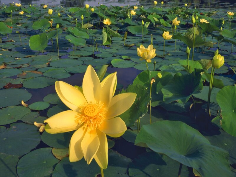 Yellow Lotus Flower — Serene, Afternoon