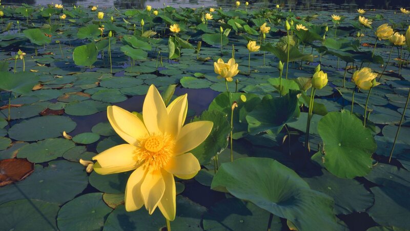 Yellow Lotus Flower — Serene
