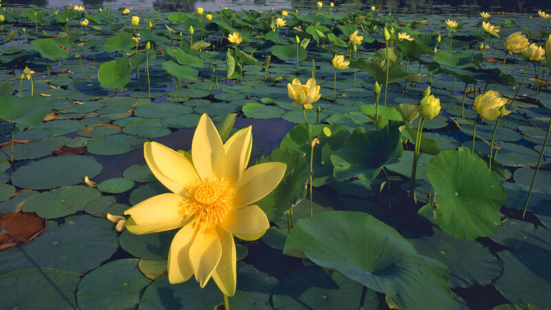Yellow lotus flowers on a pond