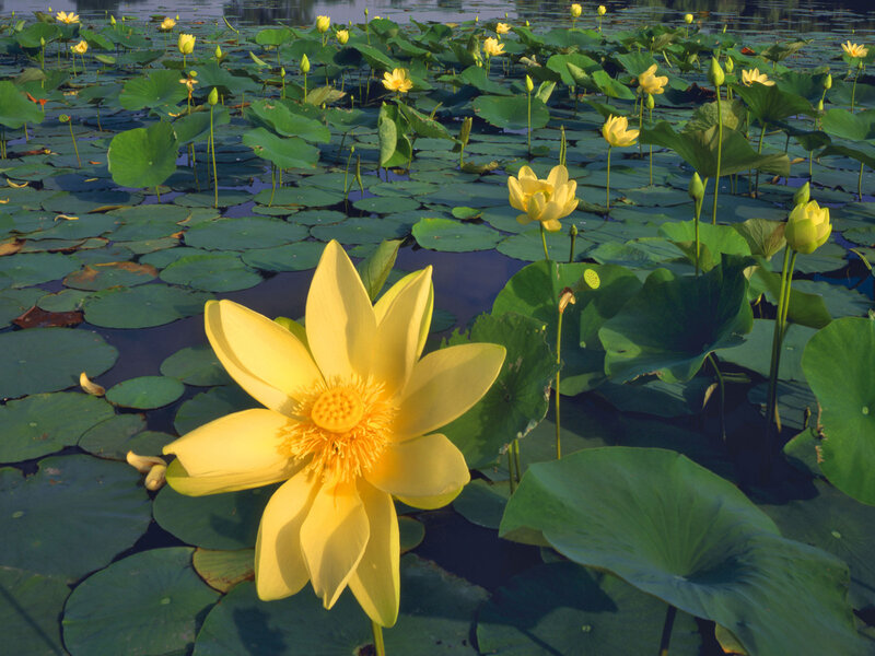 Yellow lotus flowers on a pond