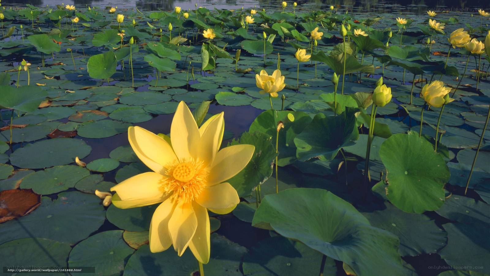 Yellow lotus flowers on a pond