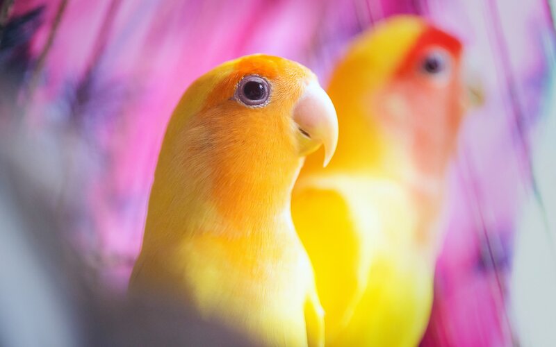 Yellow Lovebird Birds