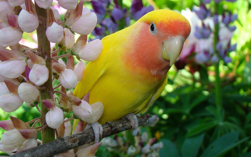 Yellow Lovebird on Branch — Calm