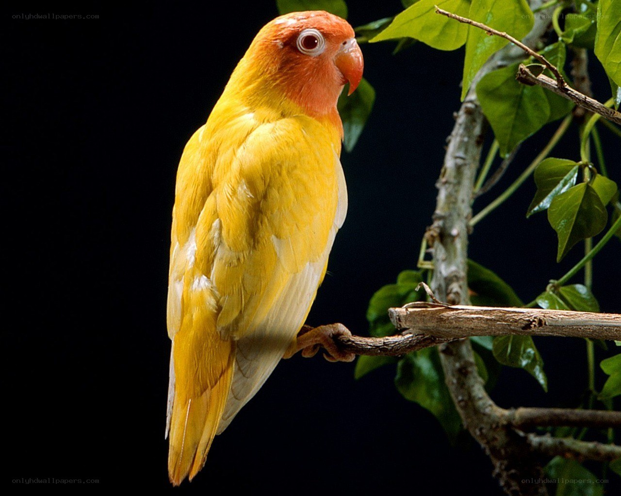 yellow lovebird on branch