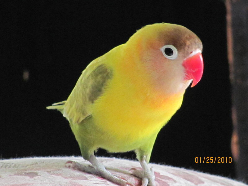 yellow lovebird perched