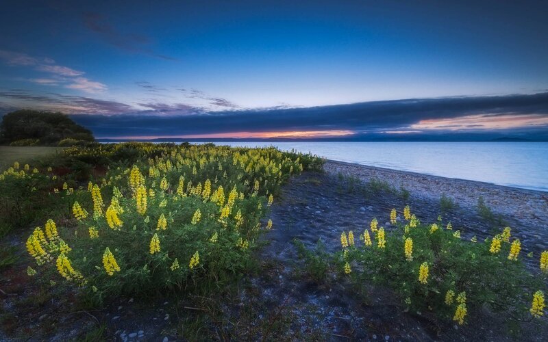 Yellow Lupine Flowers