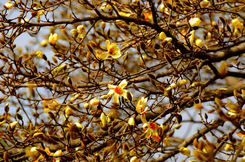 Yellow Magnolia Blossoms — Serene