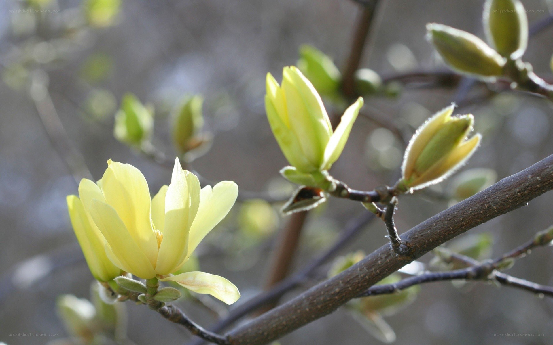 yellow magnolia blossoms