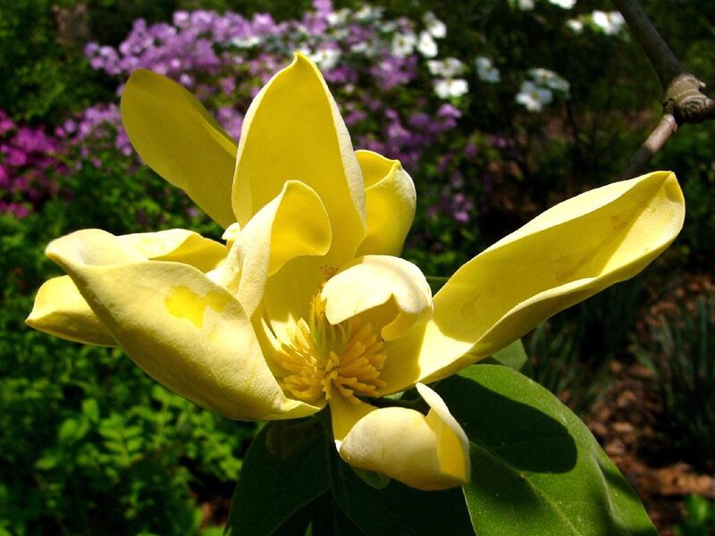 Yellow Magnolia Flower — Serene