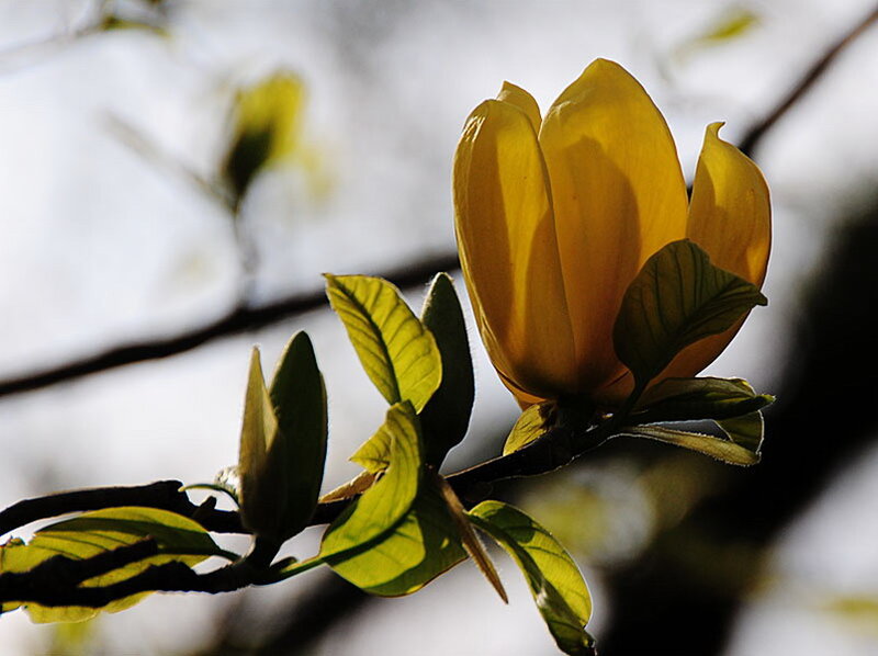 Yellow Magnolia Flower
