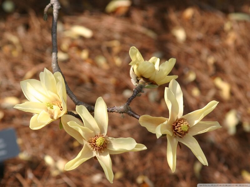Yellow Magnolia Flowers — Calm