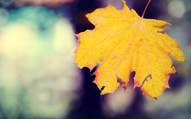 Yellow Maple Leaf — Autumn
