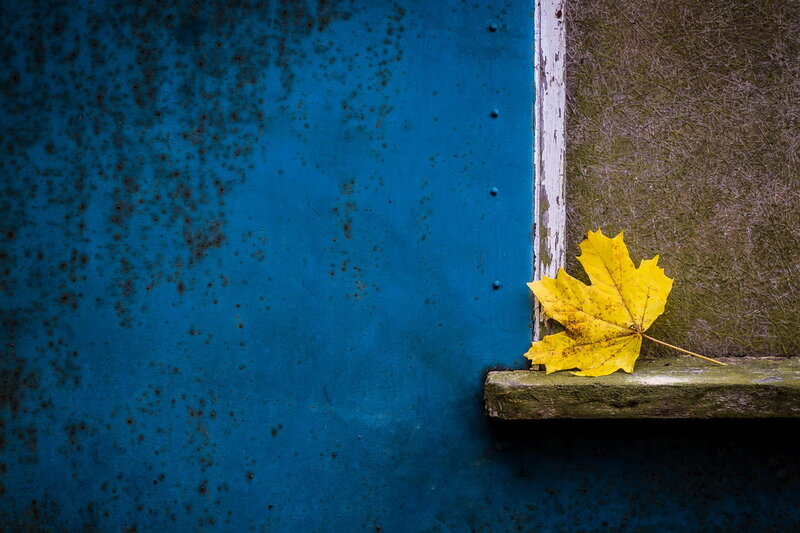 Yellow Maple Leaf — Blue, Calm