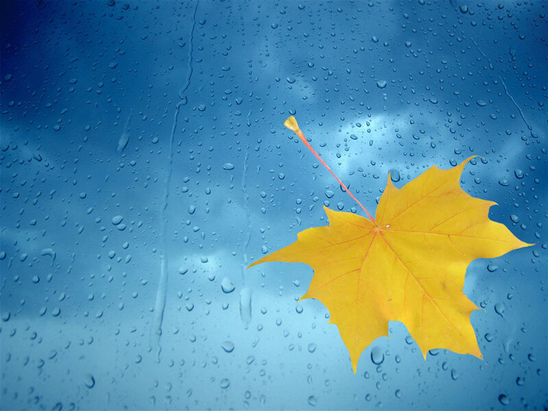 Yellow Maple Leaf — Blue
