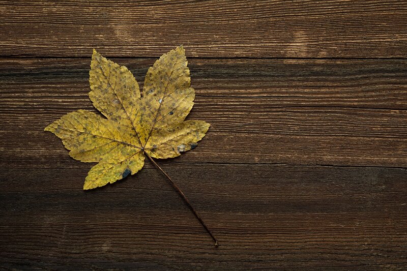 Yellow Maple Leaf — Brown