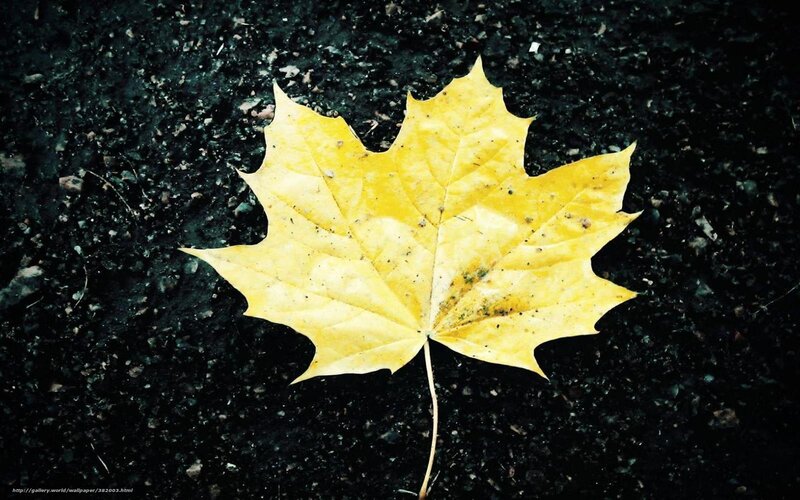 Yellow Maple Leaf — Calm, Autumn, Photograph, Asphalt, Stem