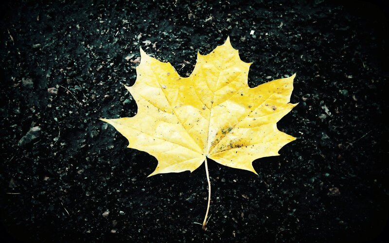 Yellow Maple Leaf — Calm, Autumn, Photograph, Asphalt