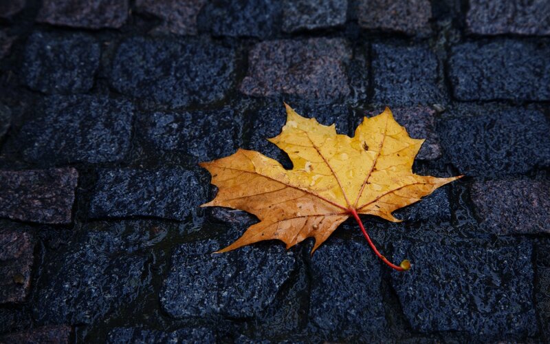Yellow Maple Leaf — Calm, Autumn, Photograph, Cobblestone
