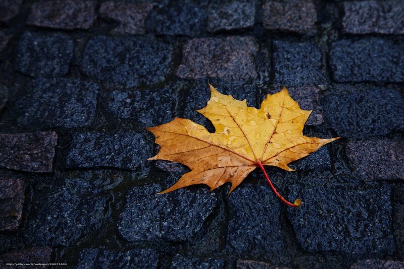 Yellow Maple Leaf — Calm, Autumn, Photograph, Cobblestones