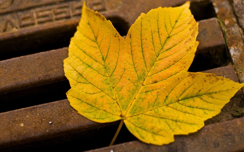 Yellow Maple Leaf — Calm, Autumn, Photograph, Drain Cover