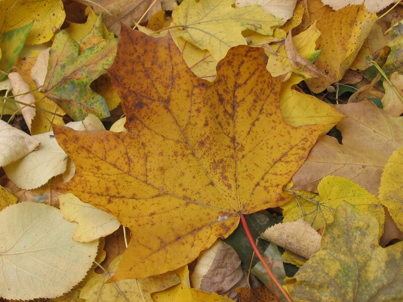Yellow Maple Leaf — Calm, Autumn, Photograph, Fallen Leaves, Leaf Veins