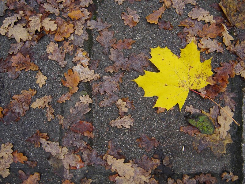 Yellow Maple Leaf — Calm, Autumn, Photograph, Fallen Leaves, Pavement
