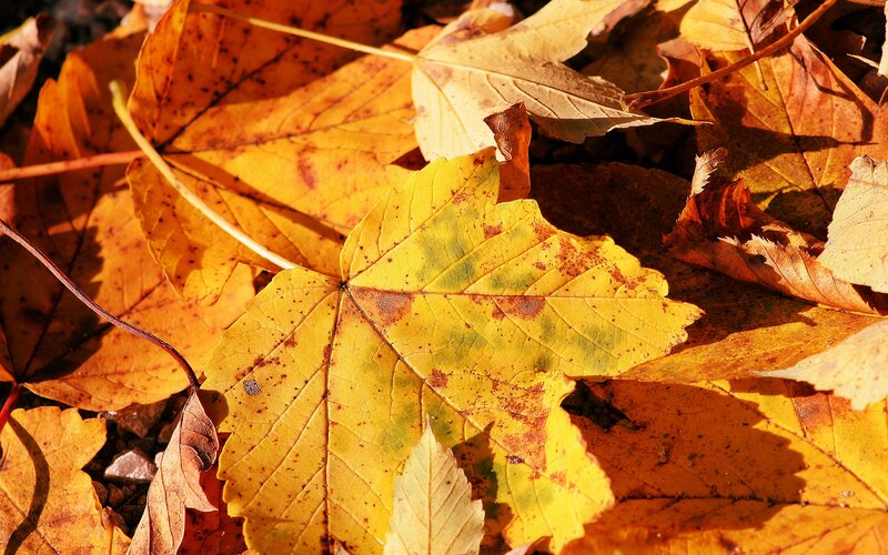 Yellow Maple Leaf — Calm, Autumn, Photograph, Fallen Leaves, Sunlight
