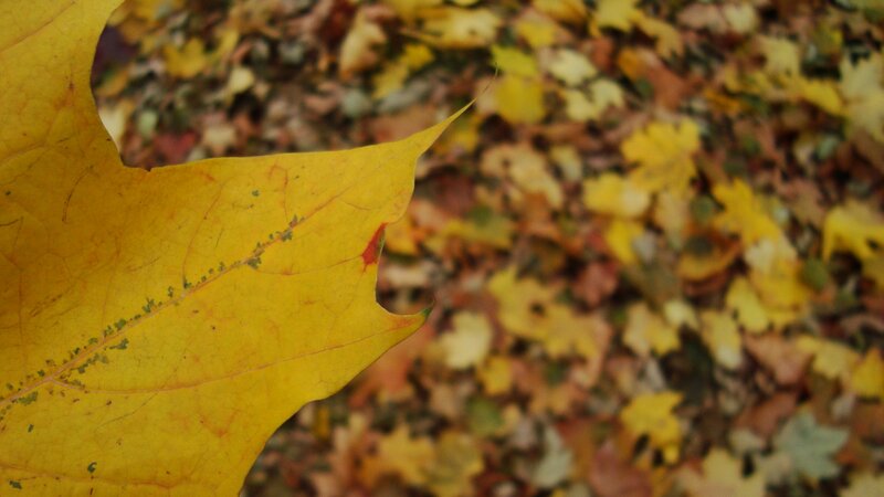 Yellow Maple Leaf — Calm, Autumn, Photograph, Fallen Leaves