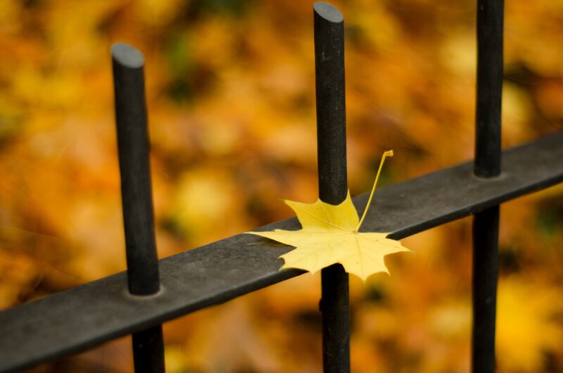 Yellow Maple Leaf — Calm, Autumn, Photograph, Fence