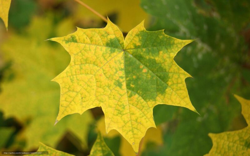 Yellow Maple Leaf — Calm, Autumn, Photograph, Green Leaves