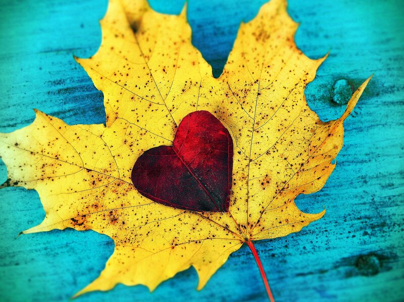 Yellow Maple Leaf — Calm, Autumn, Photograph, Heart Shape