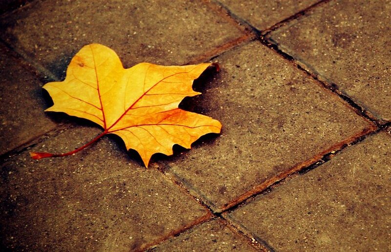 Yellow Maple Leaf — Calm, Autumn, Photograph, Pavement